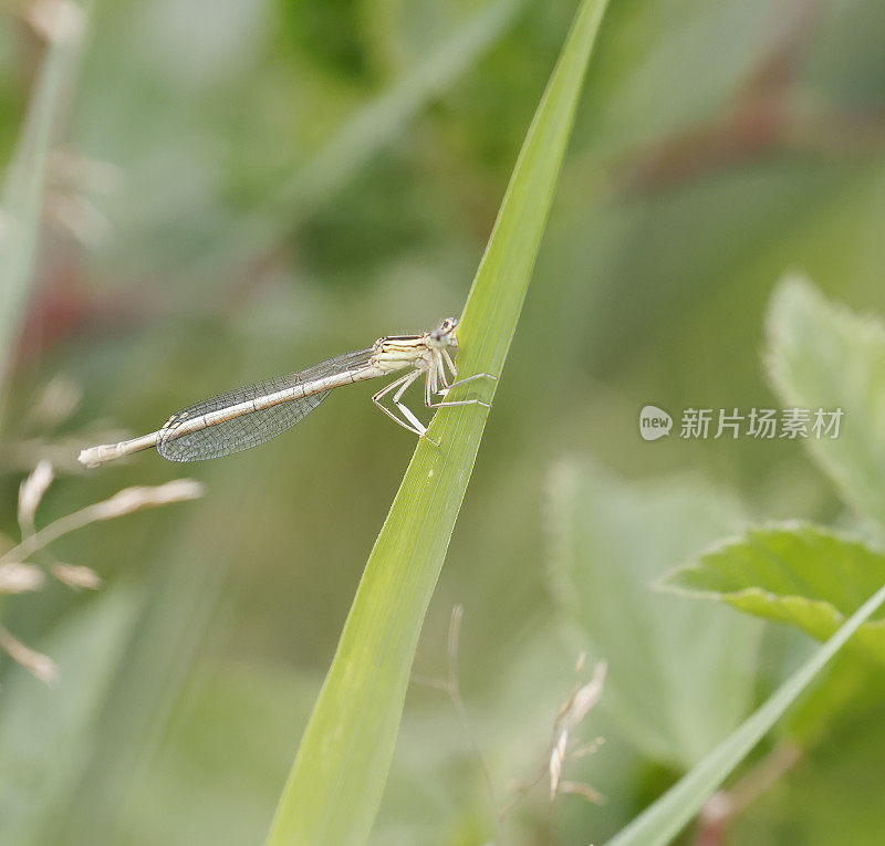 白腿豆娘(Platycnemis pennipes)雌性